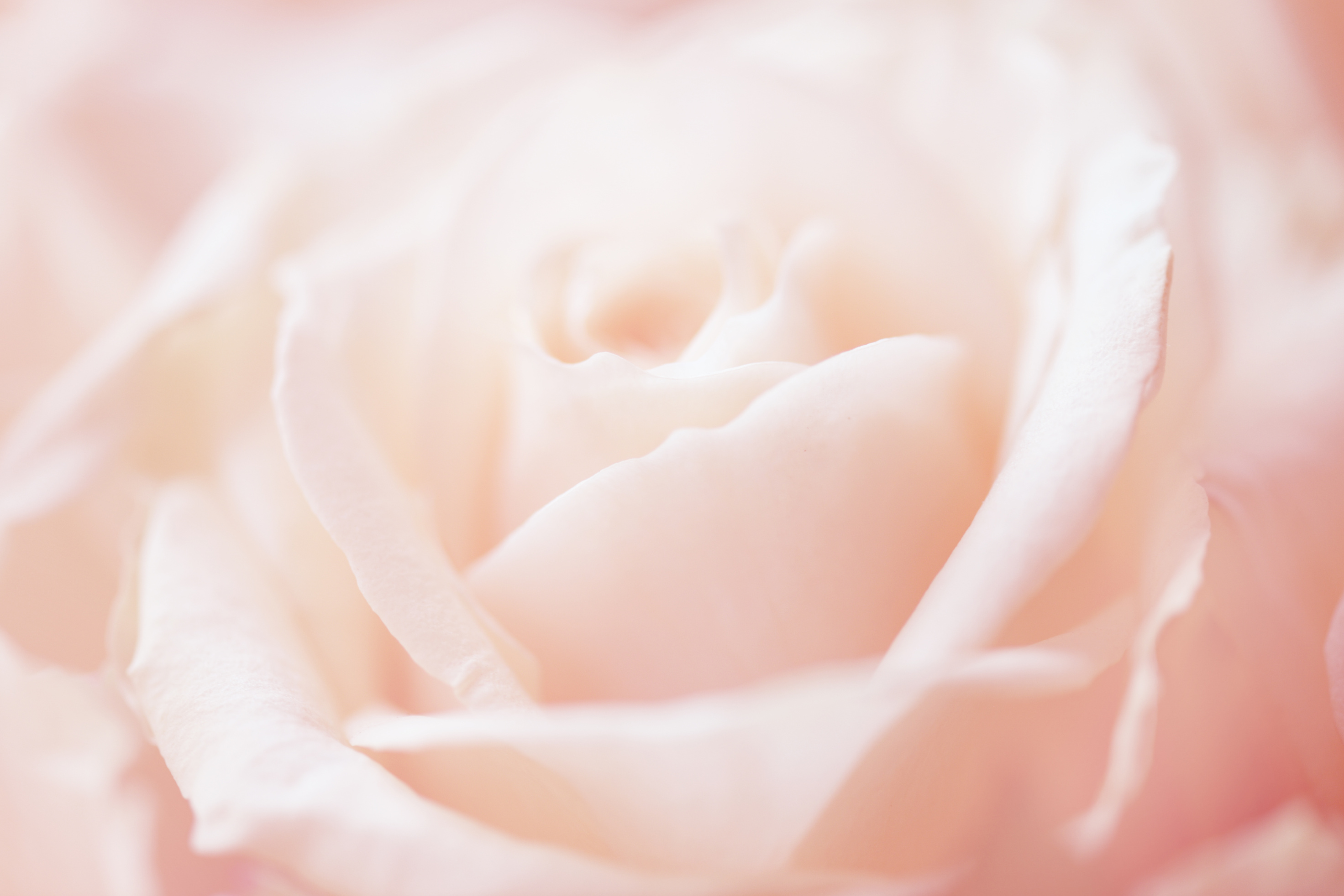 rose flower background